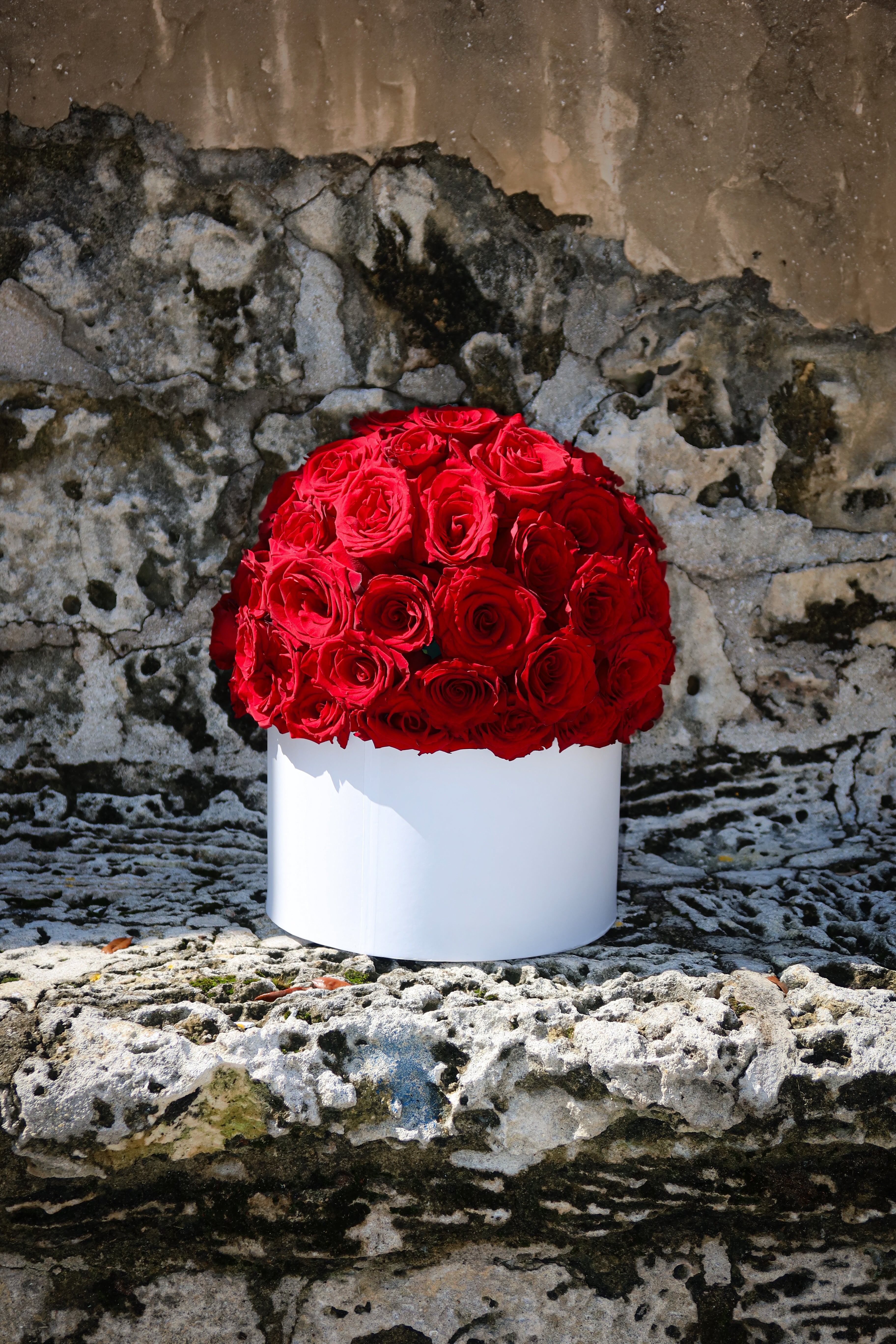 Velvet Dome